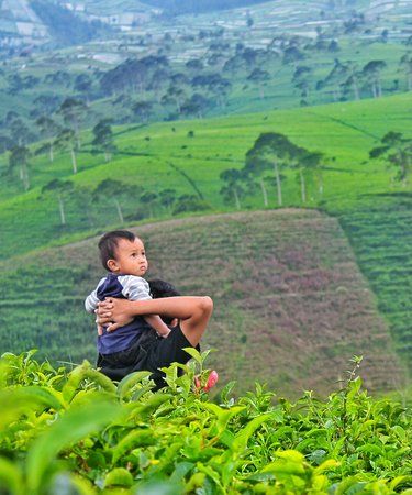 Kemuning Tea Plantation
