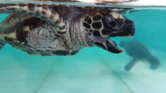 Konservasi Penyu Gili Trawangan