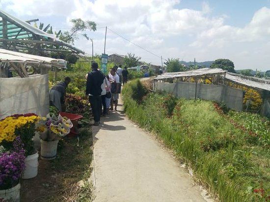 Setiya Aji Flower Farm