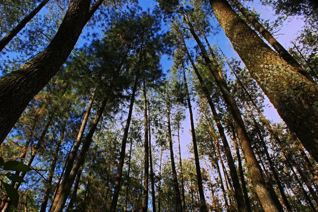 Taman Hutan Raya Ir. H. Djuanda