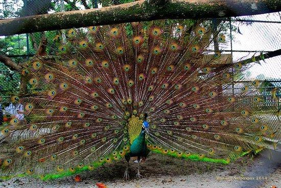 Museum Zoologi Pematang Siantar