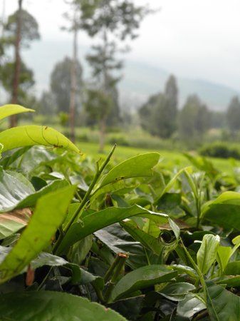 Agrowisata Tambi