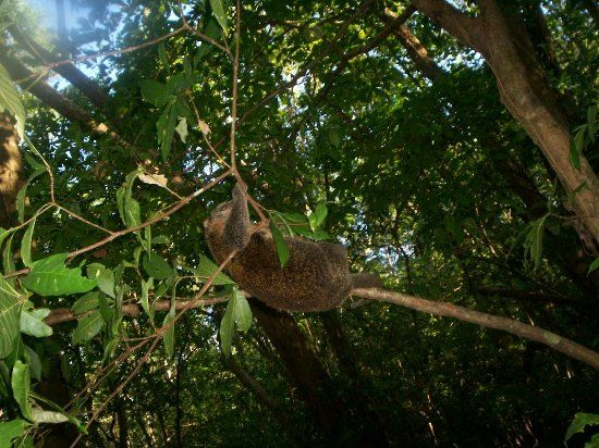 Tangkoko National Reserve