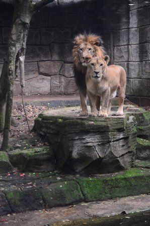 Kebun Binatang Bandung Jawa Barat