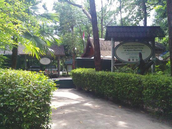 Kawasan Arboretum Nyaru Menteng