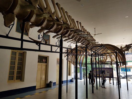 Museum Zoologi Bogor